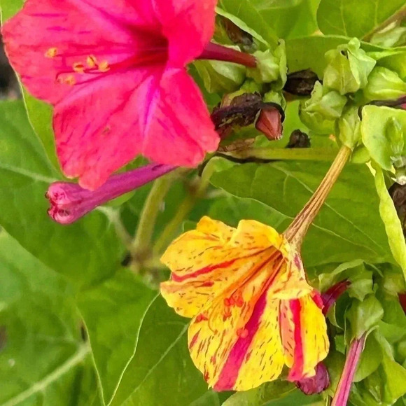 Other - Four O'Clock Marvel of Peru Seeds - 50 seeds